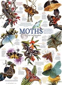 Puzzle Moth Collection
